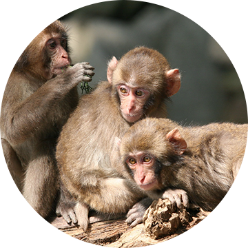 高崎山自然動物園